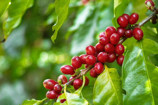 Red Cherry coffee beans on the branch of coffee plant before harvesting