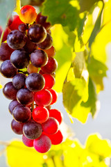 uva rossa