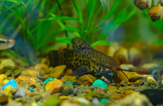The aquarian small fish is on stony ground. The spotted moustached megalechis thoracata with brown protective coloring and snails Ampullaria are in aquarium.