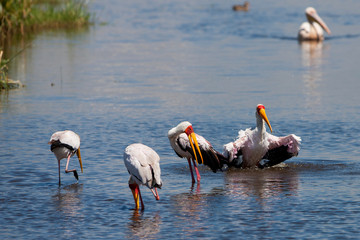 Yellow-billed Storks (Mycteria ibis) at Lake Nakuru, Kenya