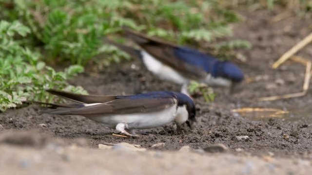 Common house martin (Delichon urbicum) collecting mud