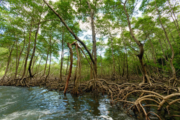 Obraz premium Mangroves in the Caribbean on Samana, Wonderful holiday, Dominican Republic :)
