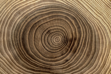 Abstract background with circles. Wood cross section close-up.
