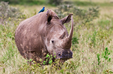 Rhinoceros in the Lake Nakuru National Park, Kenya