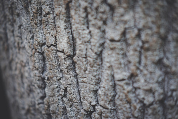 Tree bark