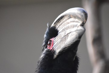 Close up beak