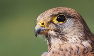 Turmfalke