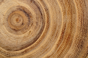 Texture of acacia wood cross section