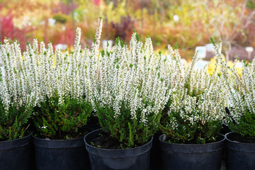 Garden shop. Heather of white color  (Calluna vulgaris) in black pots offered for sale. Nursery of...