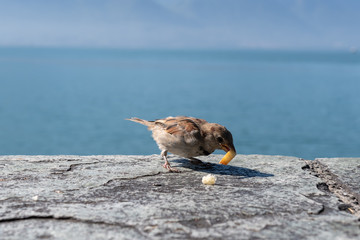 Spatz am essen