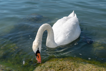 Schwan im Wasser