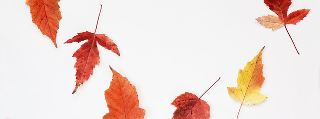 Golden Autumn border made of orange red yellow leaves on white background, copy space. Flat lay, top view. banner