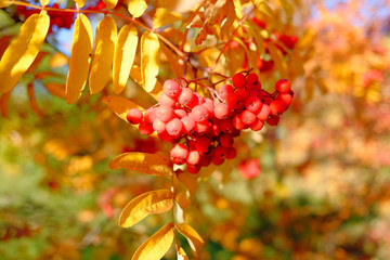 Red branch of mountain ash in autumn