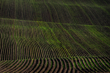 Farm Field Ploughed Dirt Ground Furrows Ready for Planting