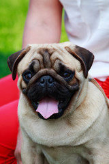 pug dog breed