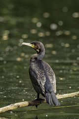 Cormorant on Guard