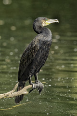 Cormorant on Guard
