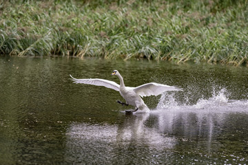 Mute Swan incoming