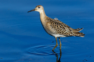 Ruff (Phylomachus pugnax)