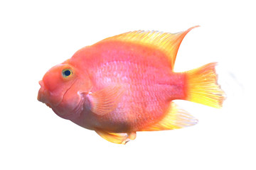 red blood parrot fish on white