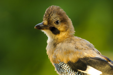Jay (Garrulus glandarius) portrait