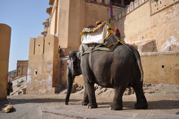 Elefant at Meherangarh fort jaipur