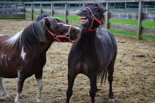 Geile foto vom zwei Pferden beim spielen auf dem Bauernhof
