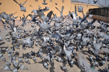 pigeons 