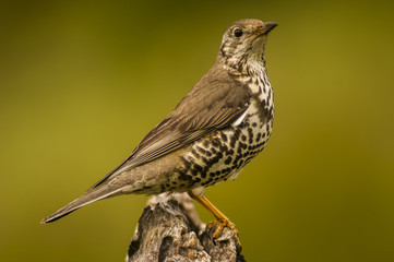 bird on a branch, trush (turdus viscivorus)