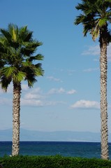 Palmy w Tropei, Włochy
