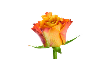 Multicolored orange and red rose isolated on wihte background