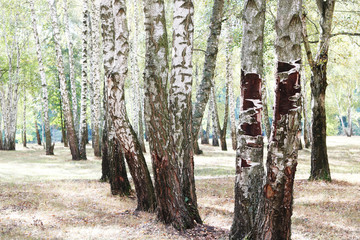 Beautiful birch trees with white birch bark in birch grove with green birch leaves