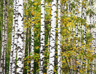 Autumn birch trunks