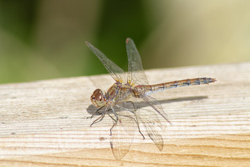 dragonfly on a leaf