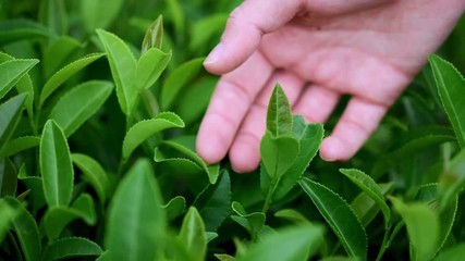 Hand feeling the tea leaves on the plantation. Gathering tea at a tea plantation with a female hand. Slow motion
