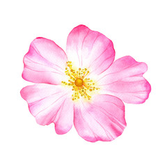 Watercolor pink flower of wild rose. Рainted botanical illustration. Hand drawn floral element isolated on white background