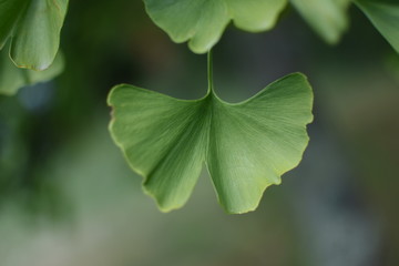 Obraz premium gros plan sur une feuille de ginkgo biloba