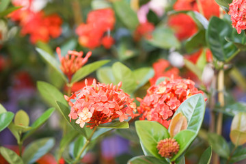 Ixora. Beautiful orange spike flower. King Ixora blooming (Ixora chinensis). Rubiaceae flower....
