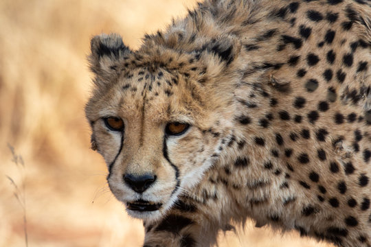 2 040 Best Guepard Images Stock Photos Vectors Adobe Stock 2 040 Best Guepard Images Stock Photos Vectors Adobe Stock