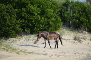 Wild Horse at Beach