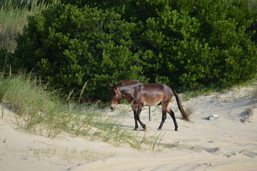 Wild Horse at Beach