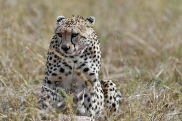 cheetah © Herbert