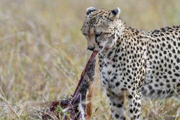cheetah © Herbert