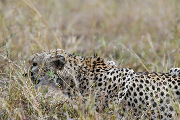 cheetah © Herbert