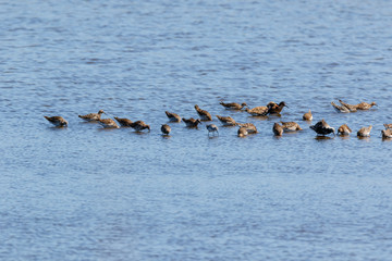 Ruff (Phylomachus pugnax)