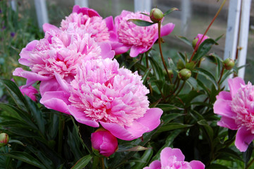 pink flowers in the garden
