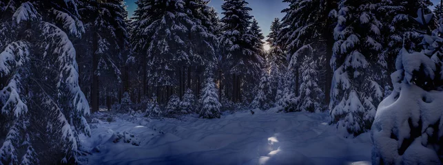 Foto auf Glas der winterliche wald bei nacht © Val Thoermer