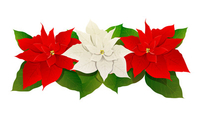Red and white christmas poinsettia flower isolated on white backgound. Vector illustration.