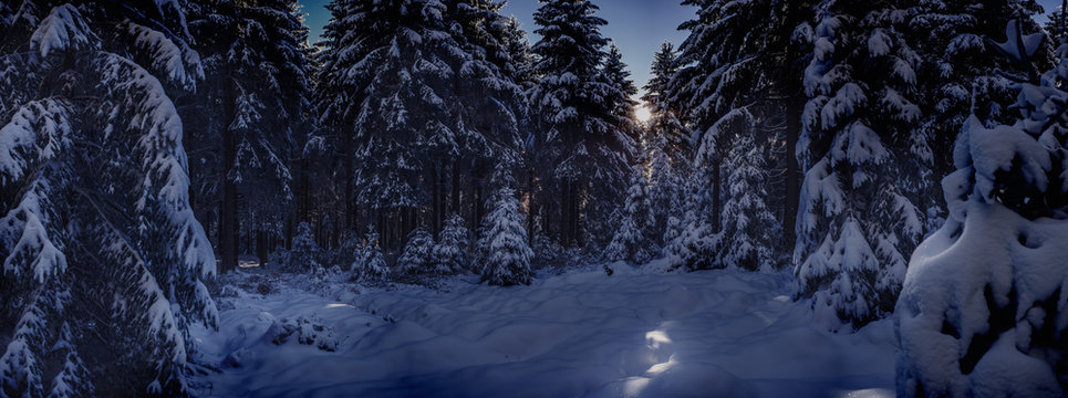 Fototapeta the wintry forest by night