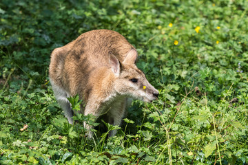 Flinkwallaby - Macropus agilis © rudiernst